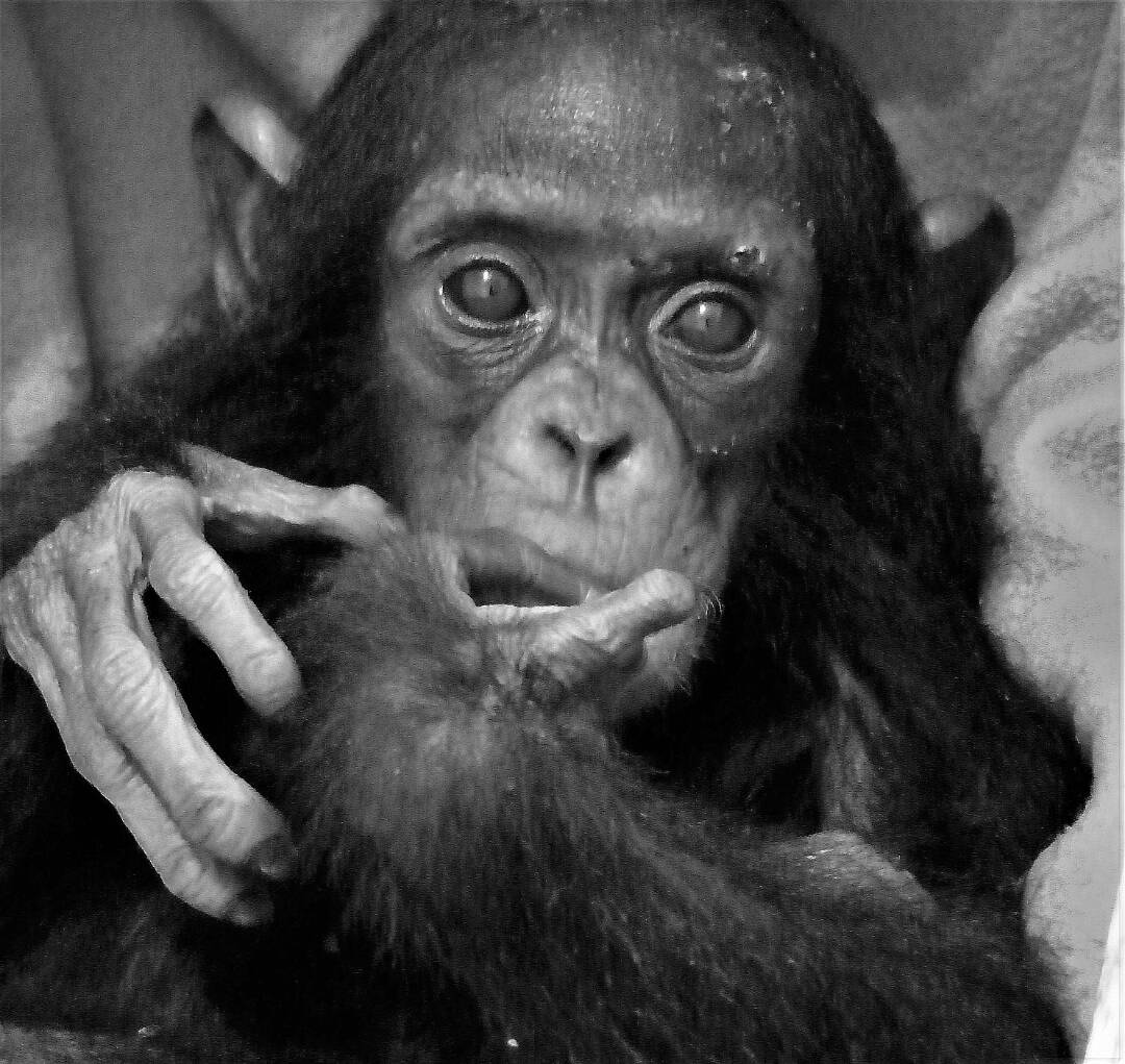 Rescued baby chimp before taking its last breath